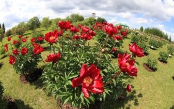 Garden Pearls Open Days, Vidzeme Tourism Association