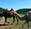 Uz Latviju atvests pirmais vienkupra kamielis Baltijā, Vidzemes Tūrisma asociācija