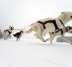 Kamanu suņu sacensības, Vidzemes Tūrisma asociācija