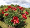 Garden Pearls Open Days, Vidzeme Tourism Association